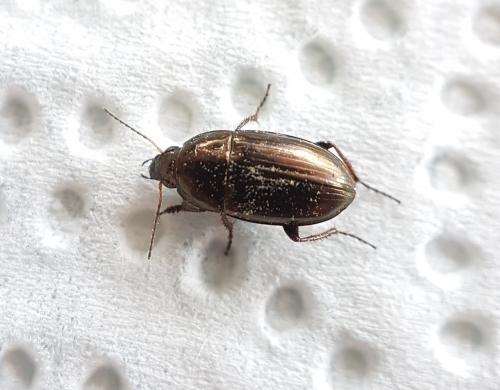Amara aenea